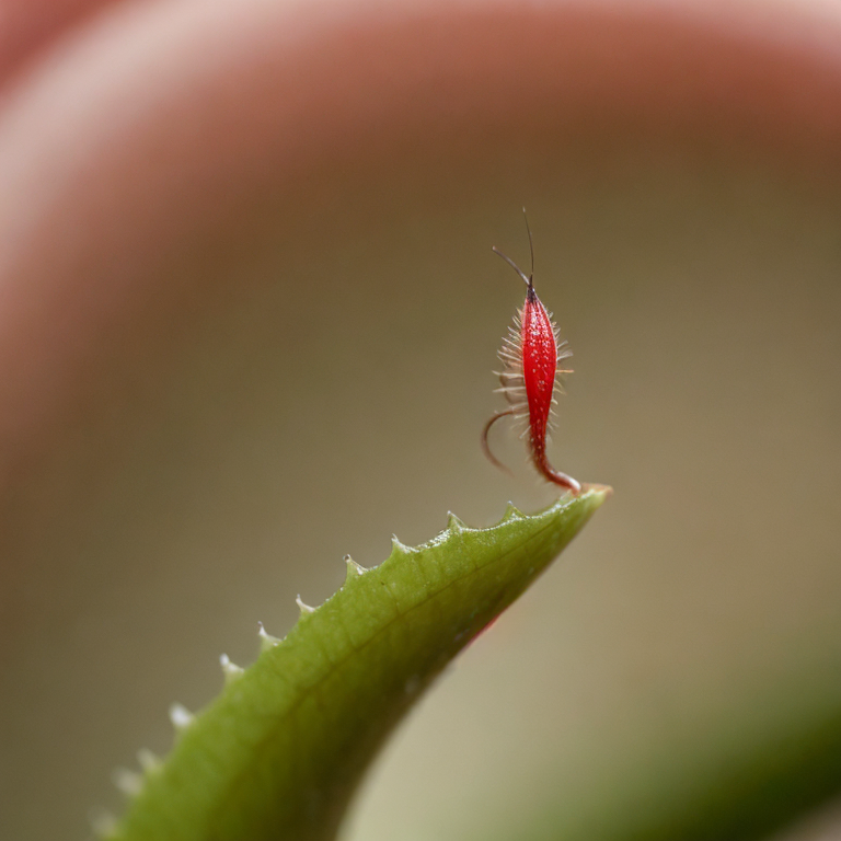 Venus Flytrap's Snap Shut Secret Revealed